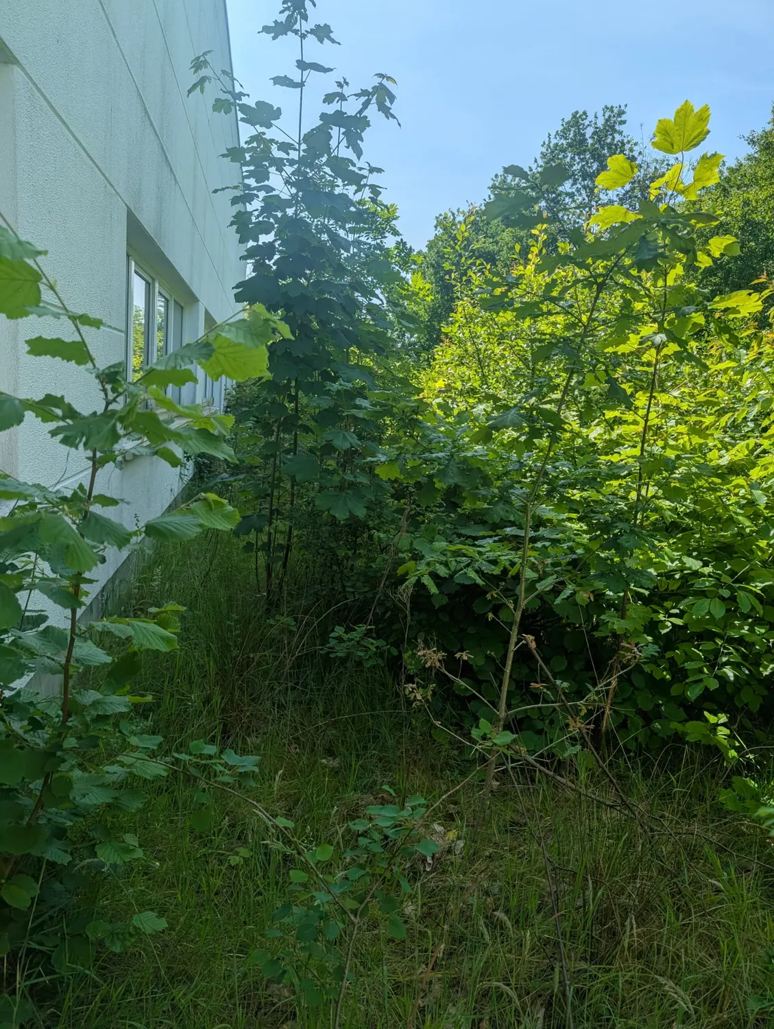 Dichte junge Gehölze und Vegetation an einem Gebäude